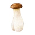 King trumpet mushroom. Watercolor illustration. Hand painted Pleurotus eryngii fungus. Edible fresh king oyster mushroom