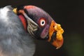 King Vulture Royalty Free Stock Photo