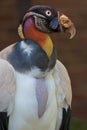 King Vulture Royalty Free Stock Photo