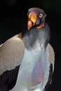 King Vulture Royalty Free Stock Photo