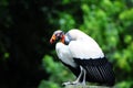 King Vulture Royalty Free Stock Photo