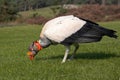 King Vulture Royalty Free Stock Photo