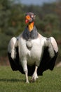 King Vulture Royalty Free Stock Photo