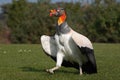 King Vulture Royalty Free Stock Photo