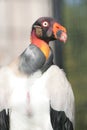 King vulture