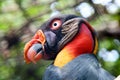 King vulture Royalty Free Stock Photo