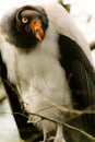 King vulture Royalty Free Stock Photo