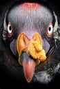 King Vulture