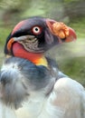 King Vulture Royalty Free Stock Photo