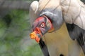 A King Vulture in captivity Royalty Free Stock Photo