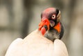 King Vulture Close Up Royalty Free Stock Photo