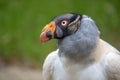 King vulture Royalty Free Stock Photo