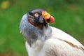 King vulture Royalty Free Stock Photo