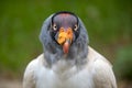 King vulture Royalty Free Stock Photo