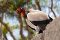 King Vulture Royalty Free Stock Photo