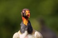 King Vulture  840092 Royalty Free Stock Photo