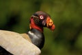 King Vulture  840093 Royalty Free Stock Photo