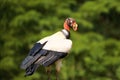 King Vulture  840114 Royalty Free Stock Photo