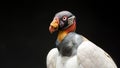 King Vulture Royalty Free Stock Photo