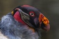 King vulture Royalty Free Stock Photo