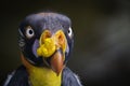King Vulture Royalty Free Stock Photo