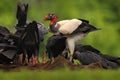 King vulture, Costa Rica, large bird found in South America. Wildlife scene from tropic nature. Condor with red head Royalty Free Stock Photo