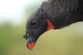 King vulture Royalty Free Stock Photo