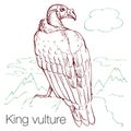 King vulture hand drawn vector illustration