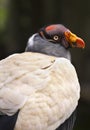 King Vulture head and back Royalty Free Stock Photo