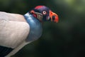 King Vulture Head Royalty Free Stock Photo