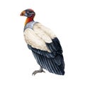 King vulture illustration. Bird of prey watercolor image. Hand drawn realistic detailed Sarcoramphus papa exotic Royalty Free Stock Photo