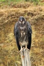 King vulture juvenile Royalty Free Stock Photo