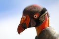 King vulture Royalty Free Stock Photo