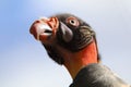 King vulture Royalty Free Stock Photo