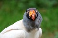 King vulture Royalty Free Stock Photo