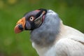 King vulture Royalty Free Stock Photo