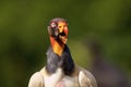 King Vulture  840091 Royalty Free Stock Photo