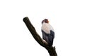 The king vulture, is a large bird native to Central and South America with a very prominent orange fleshy beak on a branch. Royalty Free Stock Photo