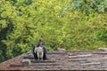 King vulture is a large bird with a very prominent orange fleshy beak on the roof of a house Royalty Free Stock Photo