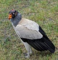 King vulture 1 Royalty Free Stock Photo