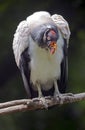 King vulture 2 Royalty Free Stock Photo