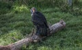 King Vulture Royalty Free Stock Photo