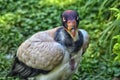 King vulture Royalty Free Stock Photo