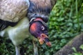 King vulture Royalty Free Stock Photo