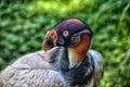 King vulture Royalty Free Stock Photo