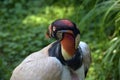 King vulture Royalty Free Stock Photo