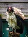 King Vulture at National Zoo in Washington D.C.
