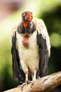 King Vulture Perched on Branch
