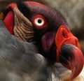 King Vulture portrait. Beautiful details Royalty Free Stock Photo