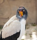 King Vulture Royalty Free Stock Photo